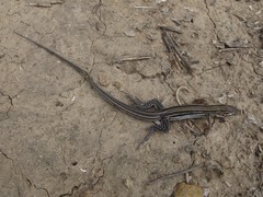 Aspidoscelis hyperythrus beldingi