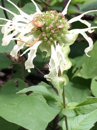 Monarda luteola, photograph 6