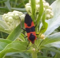 Oncopeltus fasciatus