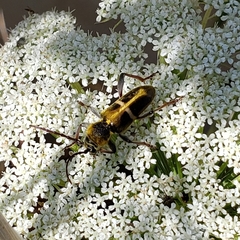 Triodoclytus lanifer
