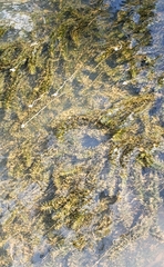 Elodea canadensis