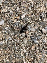 Pterostichus jurinei