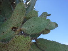 Consolea moniliformis