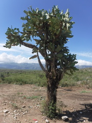 Consolea moniliformis