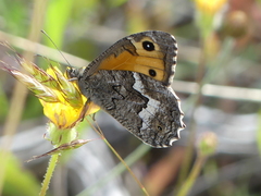Hipparchia cypriensis