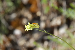 Anthocharis euphenoides