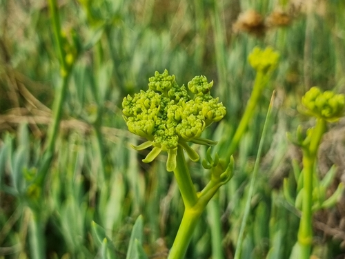 Rock samphire (Crithmum maritimum)