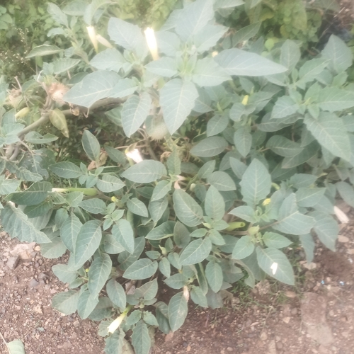 downy thorn-apple