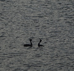 Podiceps cristatus