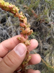 Aphanisma blitoides