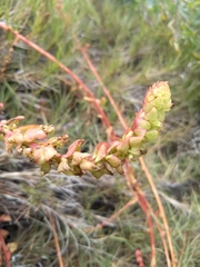 Aphanisma blitoides