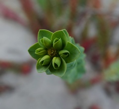 Euphorbia paralias