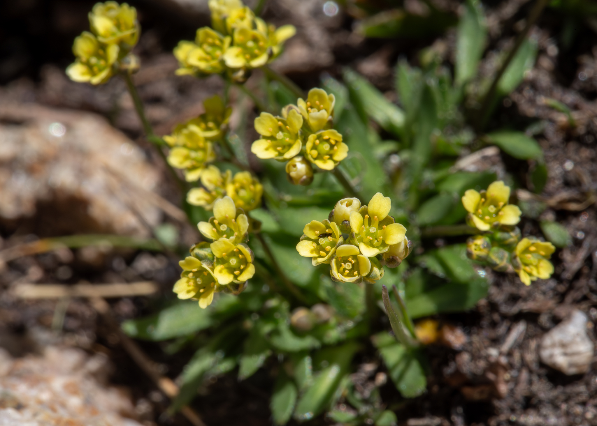 Draba crassifolia