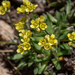 Draba crassifolia - Photo (c) Ernie Marx, algunos derechos reservados (CC BY-NC), subido por Ernie Marx