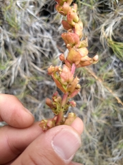 Aphanisma blitoides