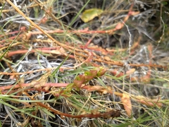 Aphanisma blitoides