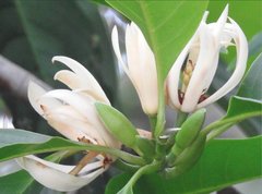 Magnolia × alba