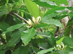 Magnolia × alba