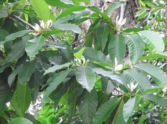 Magnolia × alba