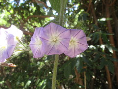 Convolvulus canariensis image