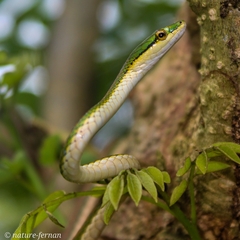 Oliver's Parrot Snake
