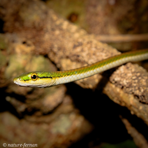 Oliver's Parrot Snake
