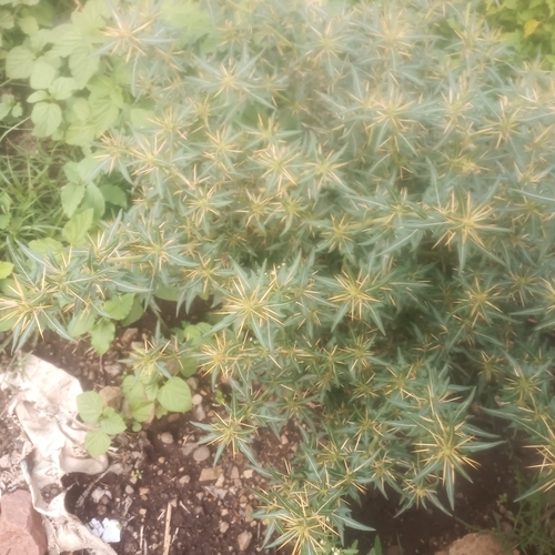 spiny cocklebur