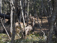 Cervus nippon yesoensis