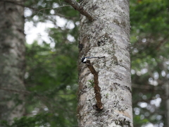 Periparus ater