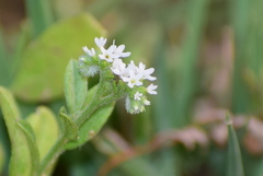 Euploca ovalifolia
