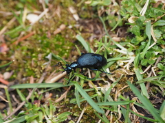 Insecta