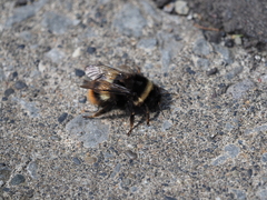Bombus hypocrita sapporoensis
