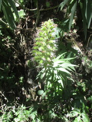 Echium virescens