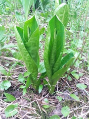 Lysichiton camtschatcensis