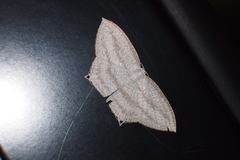 Acropteris ciniferaria