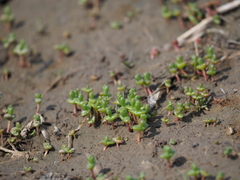 Salicornia perennans