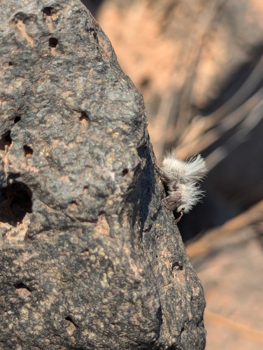Thistledown Velvet Ant photo 2