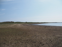 Salicornia perennans