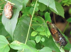 Cryptotympana mandarina