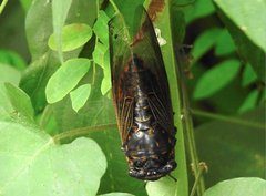 Cryptotympana mandarina