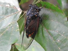 Cryptotympana mandarina