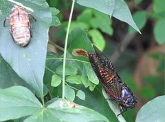 Cryptotympana mandarina