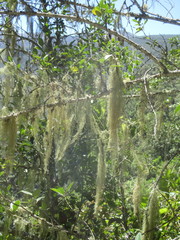 Usnea articulata
