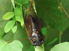 Cryptotympana mandarina