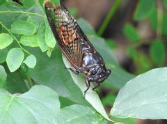 Cryptotympana mandarina