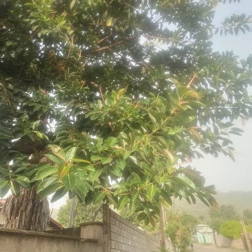 rubber plant