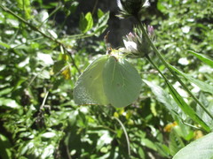 Gonepteryx cleobule
