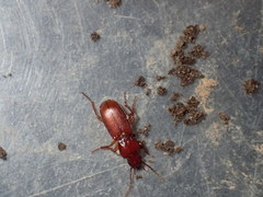 Pterostichus angustus