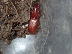 Pterostichus angustus