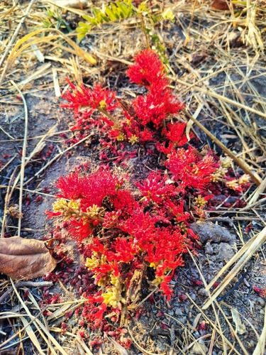 red combretum